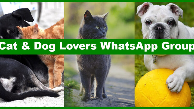 Best Cat and Dog Lovers WhatsApp Group Links to Discover