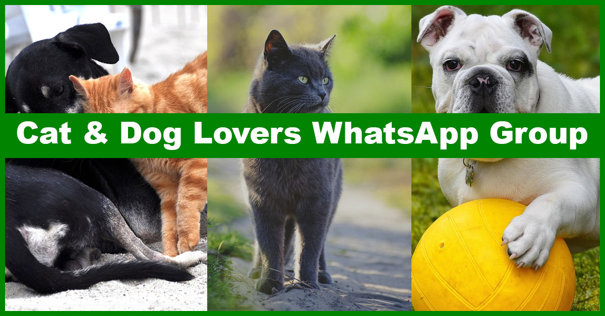 Best Cat and Dog Lovers WhatsApp Group Links to Discover