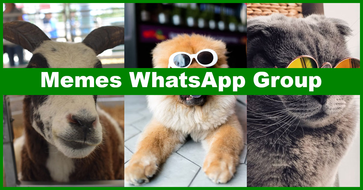 Best Memes WhatsApp Group Links to Discover