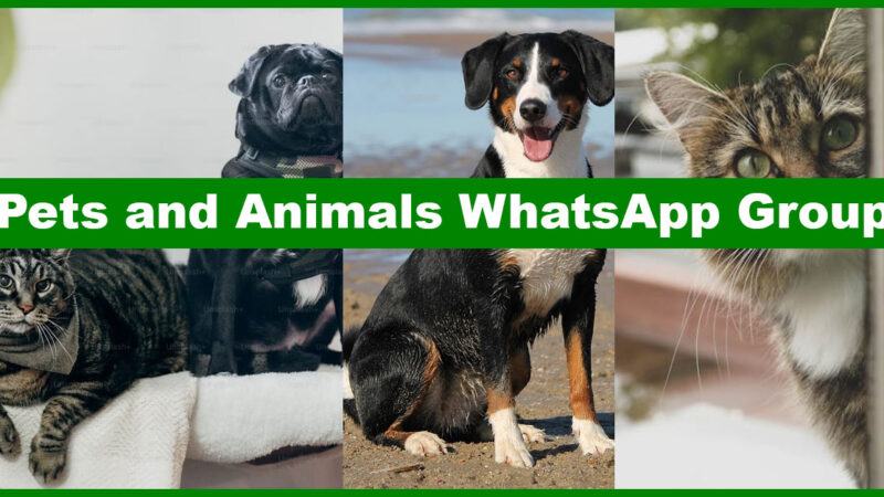 Globally Active Pets and Animals WhatsApp Group Links to Explore