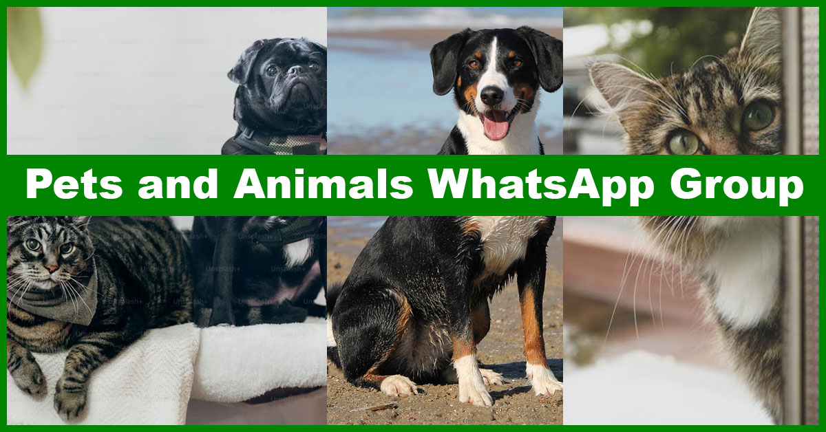 Globally Active Pets and Animals WhatsApp Group Links to Explore