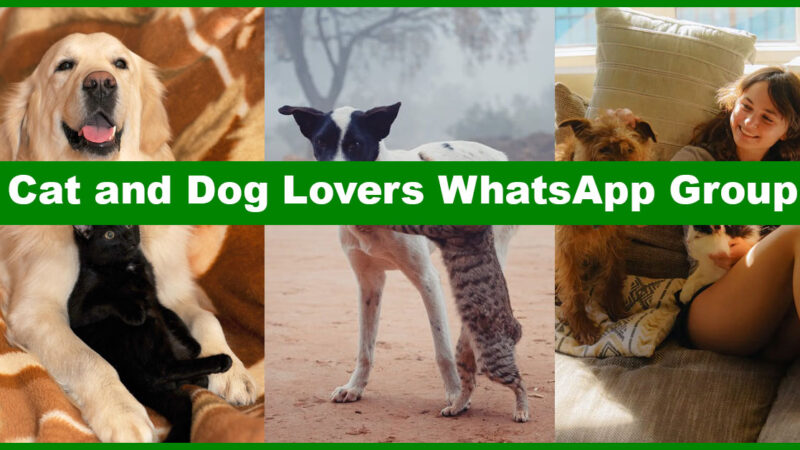Paws & Whiskers: Join the Best Cat and Dog Lovers WhatsApp Groups!