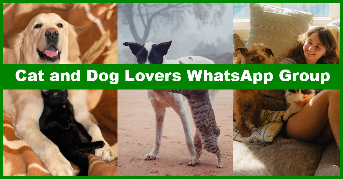 Paws & Whiskers: Join the Best Cat and Dog Lovers WhatsApp Groups!