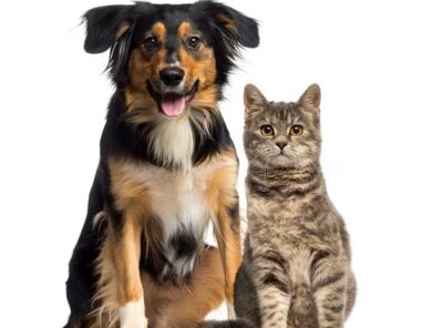 Purrfect Pals 🐱💖