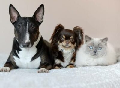 Meow Squad 🐾😺