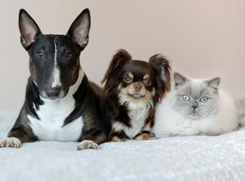 Meow Squad 🐾😺