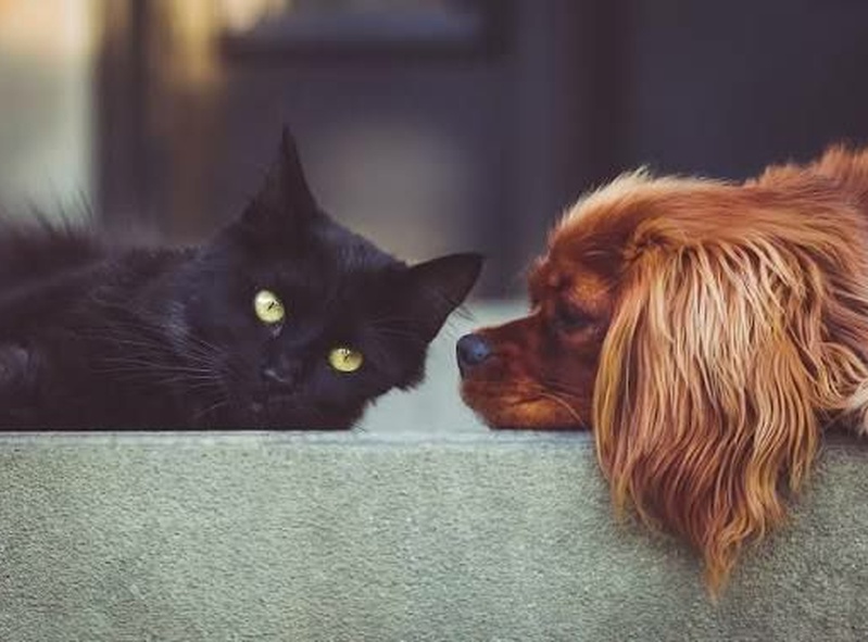 Paws & Claws 🐾🧤