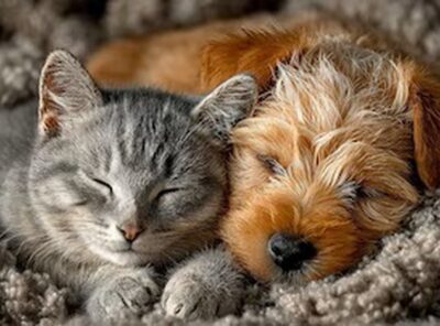 Catflix & Chill 🐱🎬