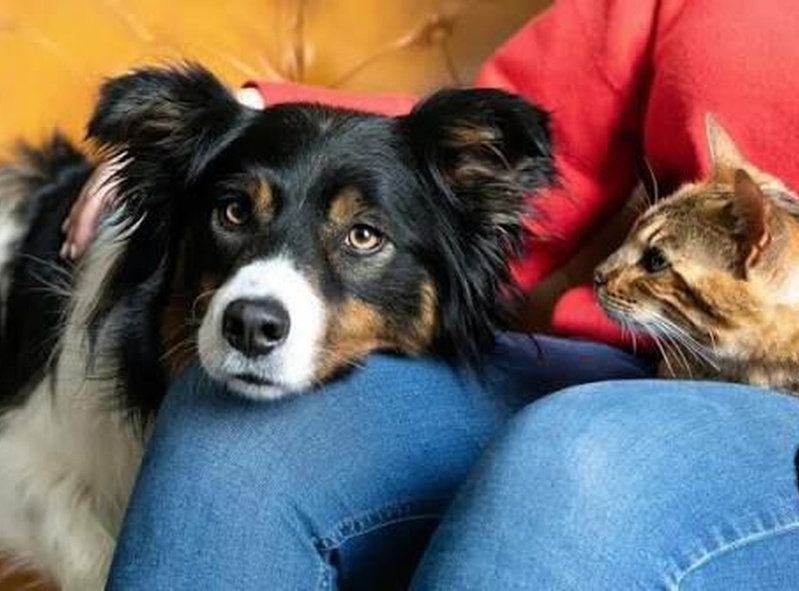 Tail Waggers 🐕🎉