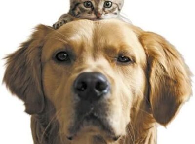 Woof & Whiskers 🐶🐱