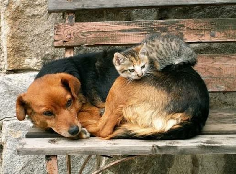 Fur-ever Friends 🐶💞