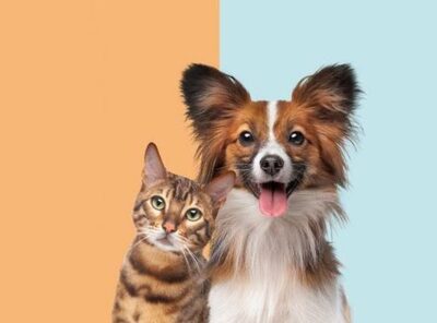 Paws & Whiskers 🐾🐕🐱
