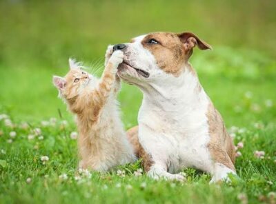 Furball Family 🐶🐱❤️