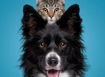 Pet Chat Central 🐶🐱📱