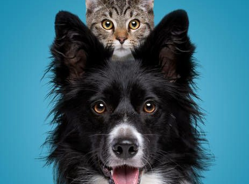 Pet Chat Central 🐶🐱📱