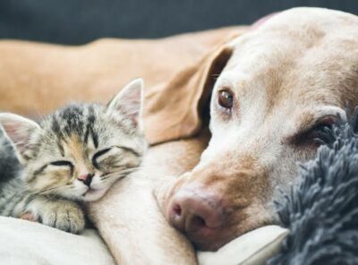 Furends Forever 🐾💞