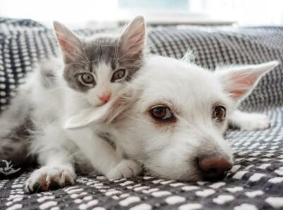 Meows & Barks 🐶🐱🔊