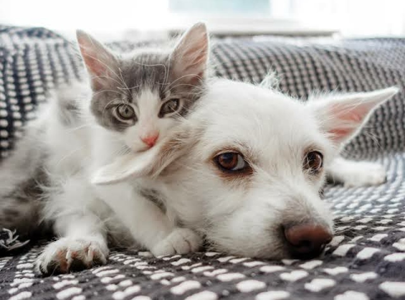 Meows & Barks 🐶🐱🔊