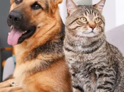 Whiskers United 🐱🐕🤝