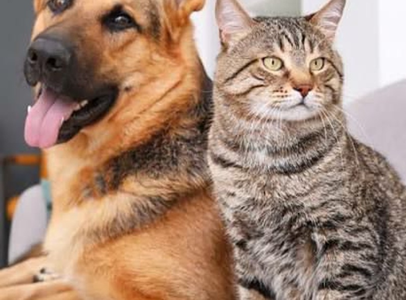 Whiskers United 🐱🐕🤝