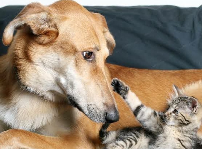 House of Paws 🐾🏠