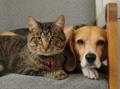 Four-Legged Fam 🐕🐱🫂