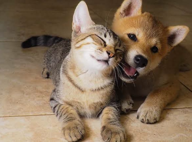 Pet Lovers Club 🐶🐱💬