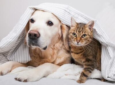 The Purr & Bark Lounge 🐶🐱☕