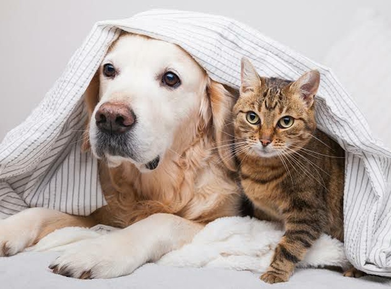 The Purr & Bark Lounge 🐶🐱☕