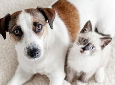 Ultimate Pawty 🐾🎉