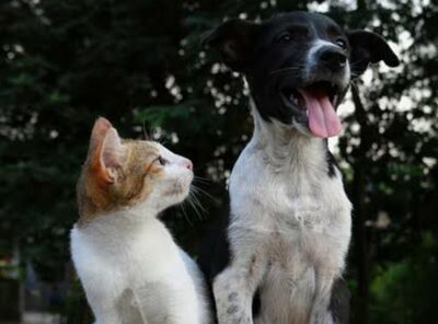 Bark Meow Repeat 🐶🐱🔁