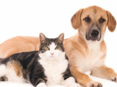 Fur-Ever United 🐶🐱🔗