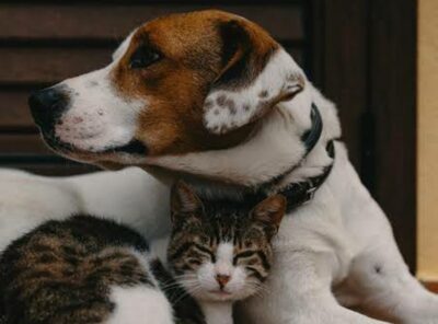 Mutt & Meow Magic 🐶🐱✨