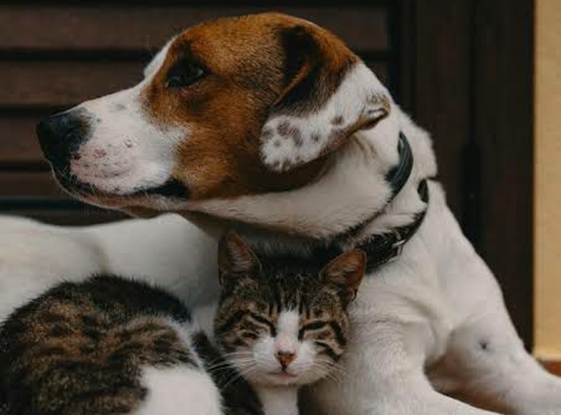 Mutt & Meow Magic 🐶🐱✨
