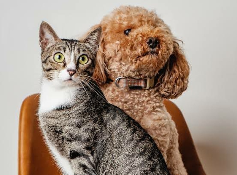 Paw Print Chat 🐾🗨️