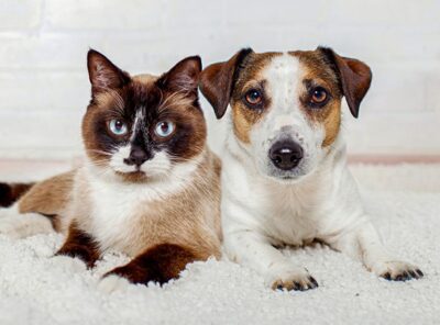 Furry Frenzy 🐶🐱🌪️