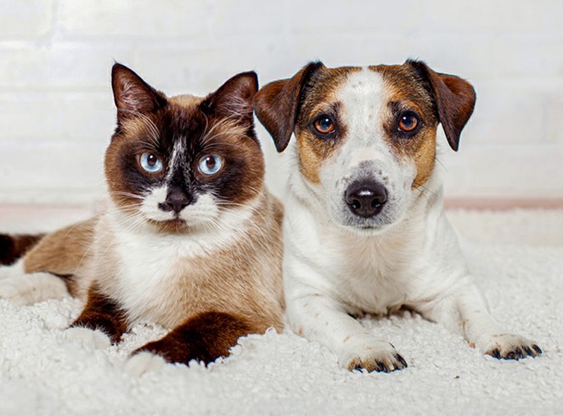 Furry Frenzy 🐶🐱🌪️