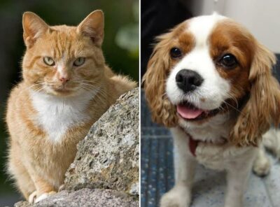 Manhattan Cat Lovers🐱🐈🐈‍⬛