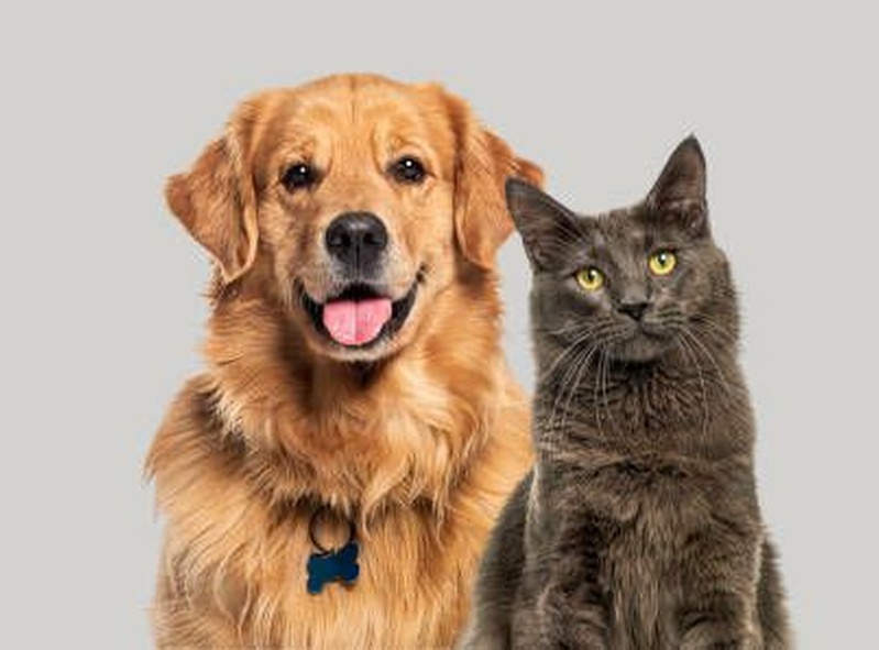Manhattan Pet Lovers🐱🐈🐈‍⬛