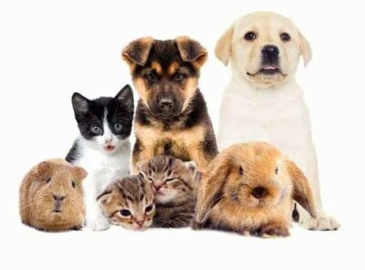 Manchester Paw Posse