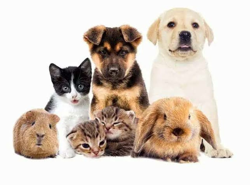 Manchester Paw Posse