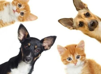 Munich Mutts Matter 🐾⭐