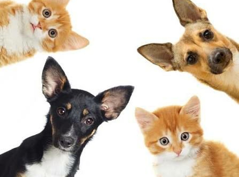 Munich Mutts Matter 🐾⭐