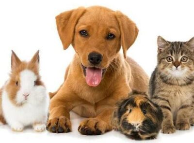 Frankfurt Fur Family 🐱🏢