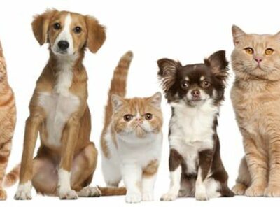 Nice Paw Pioneers 🐾🏖️
