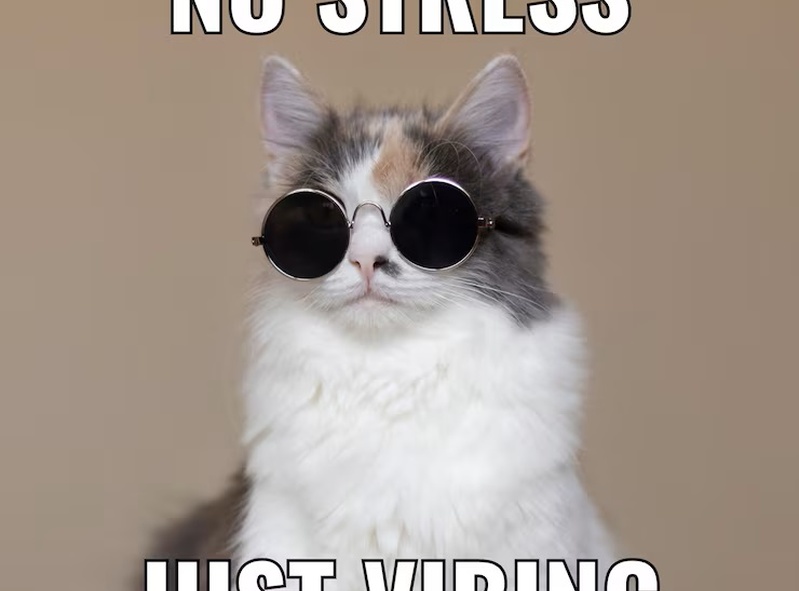 Meme Stream Mavericks 😹📡
